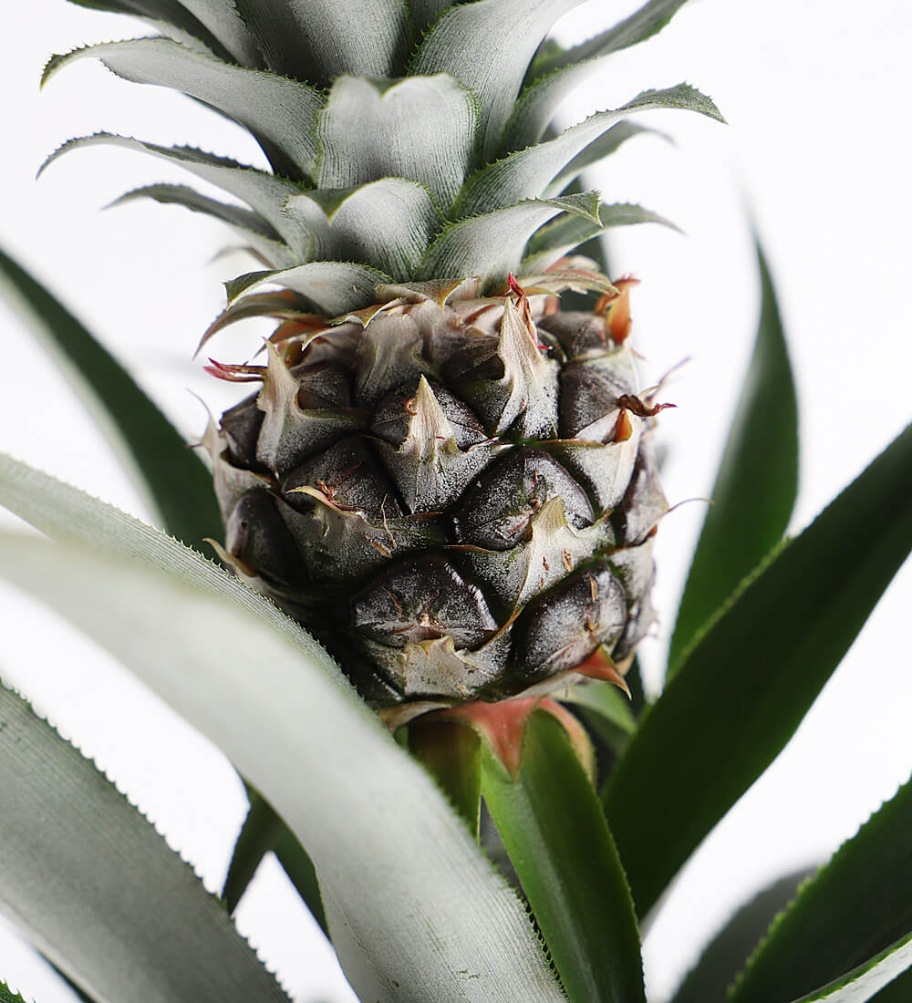 Pineapple Plant