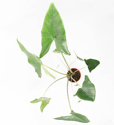 Alocasia Zebrina