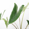 Alocasia Zebrina