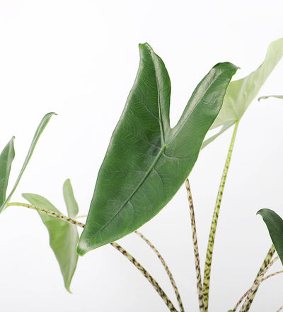 Alocasia Zebrina
