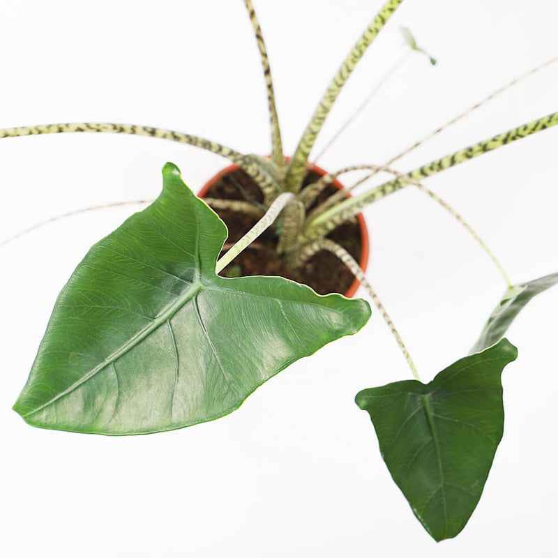 Alocasia Zebrina