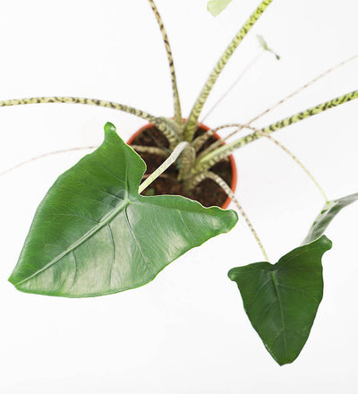 Alocasia Zebrina