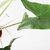 Alocasia Zebrina