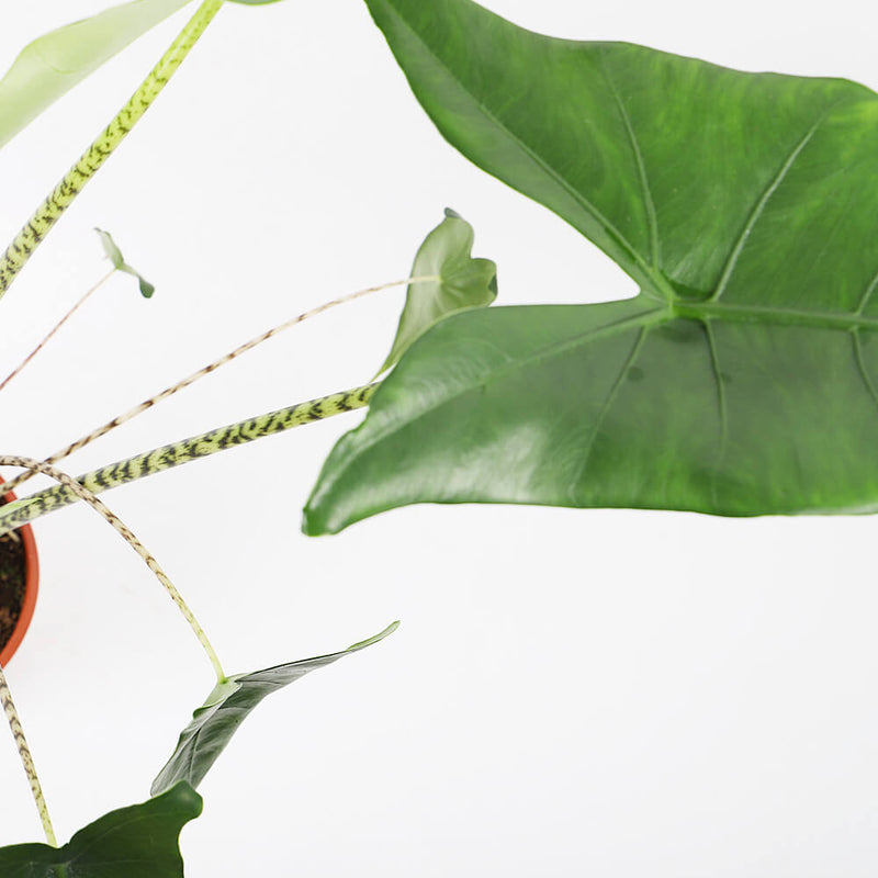 Alocasia Zebrina