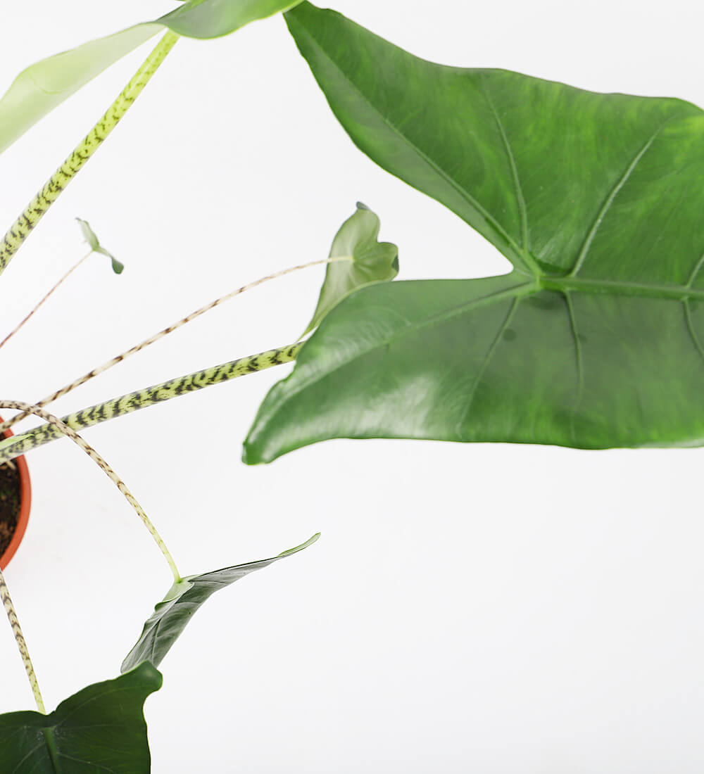 Alocasia Zebrina