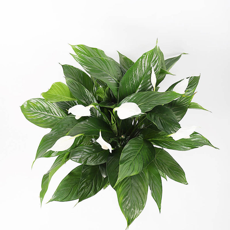 Peace Lily