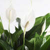 Peace Lily