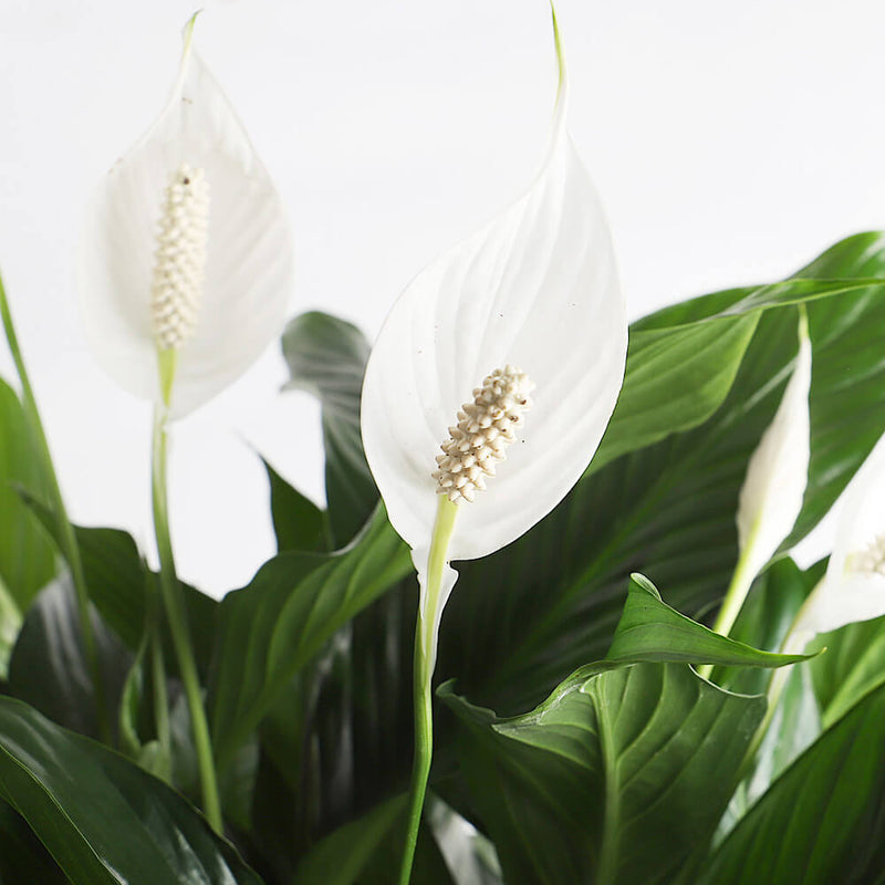 Peace Lily