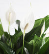 Large Peace Lily