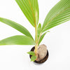 Coconut Palm