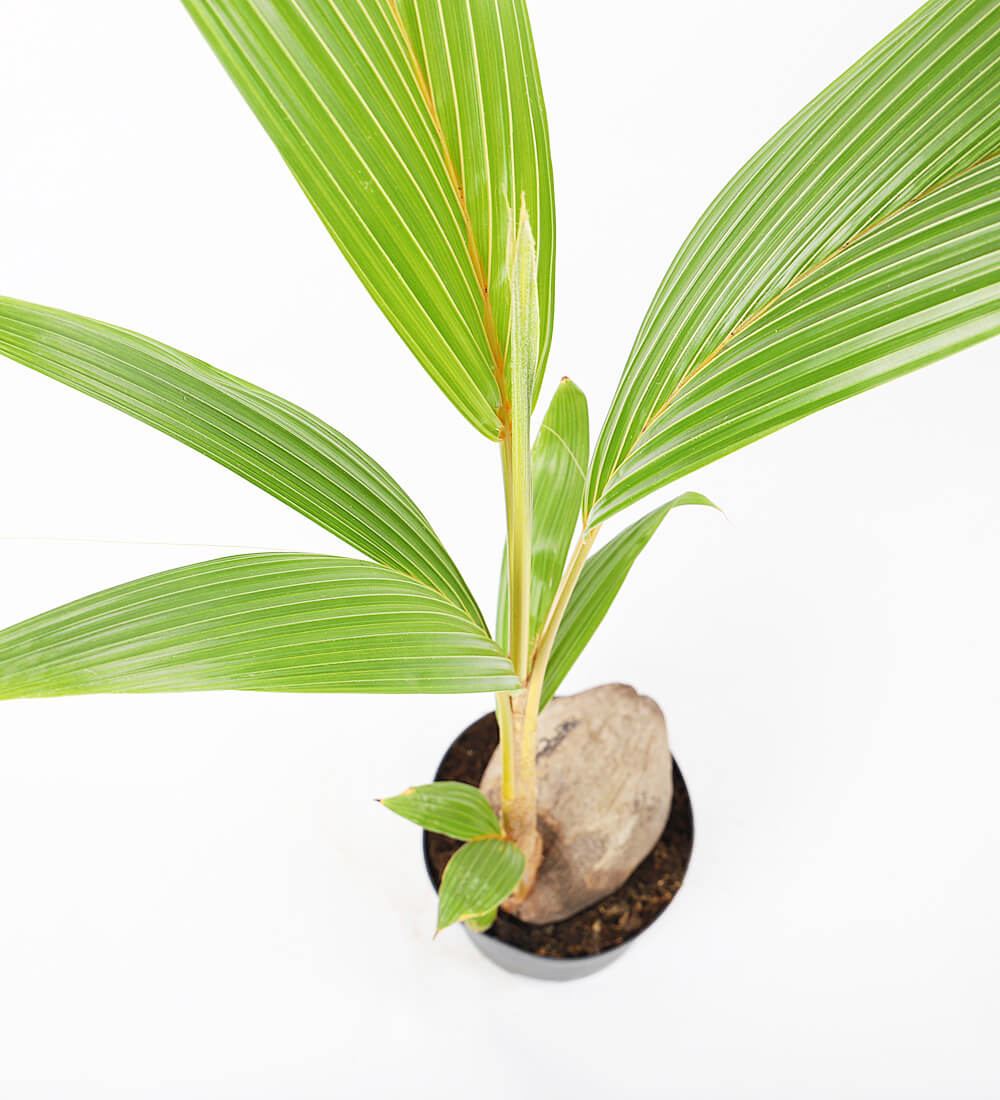 Buy the Coconut Palm (Cocos Nucifera) Indoor Houseplant with National ...
