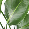 Bird of Paradise