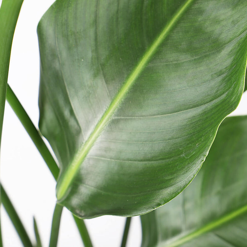 Bird of Paradise