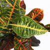 Codiaeum Petra