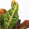 Codiaeum Petra