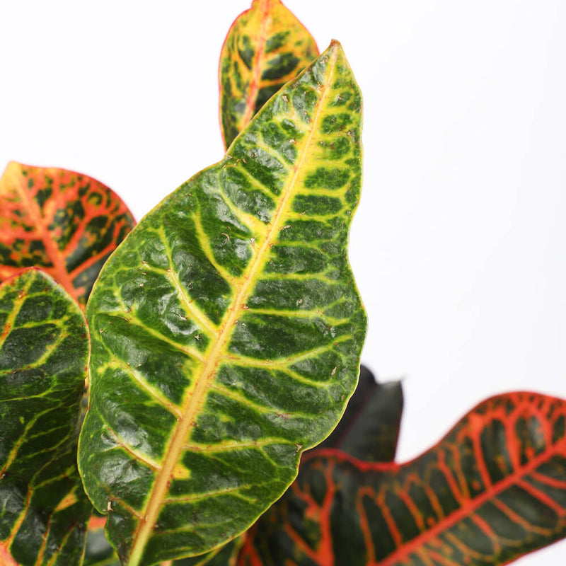 Codiaeum Petra