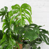 Swiss Cheese Plant