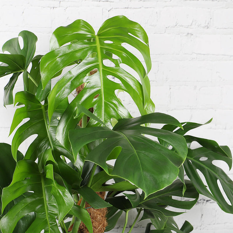 Swiss Cheese Plant