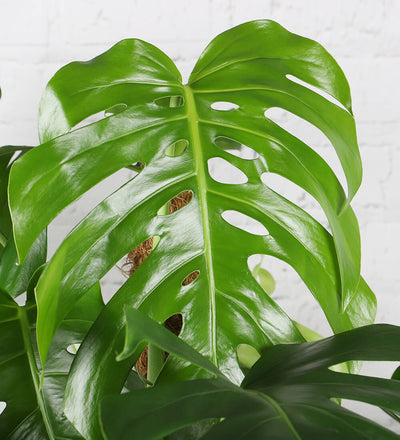 Swiss Cheese Plant & Pot
