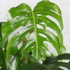 Swiss Cheese Plant