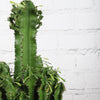 Large Euphorbia Trigona Cactus