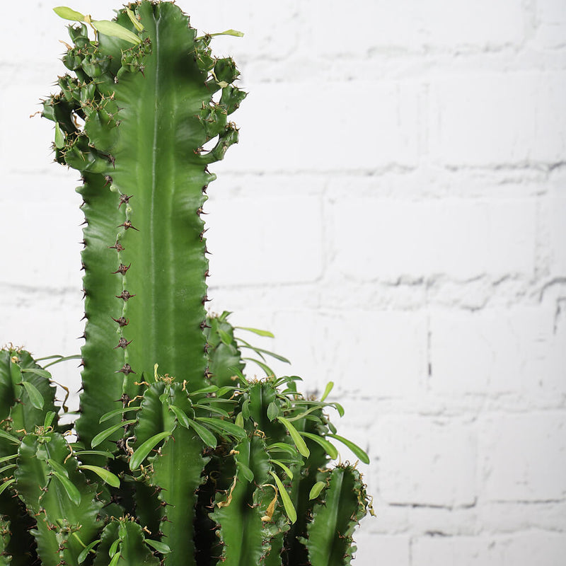 Large Euphorbia Trigona Cactus
