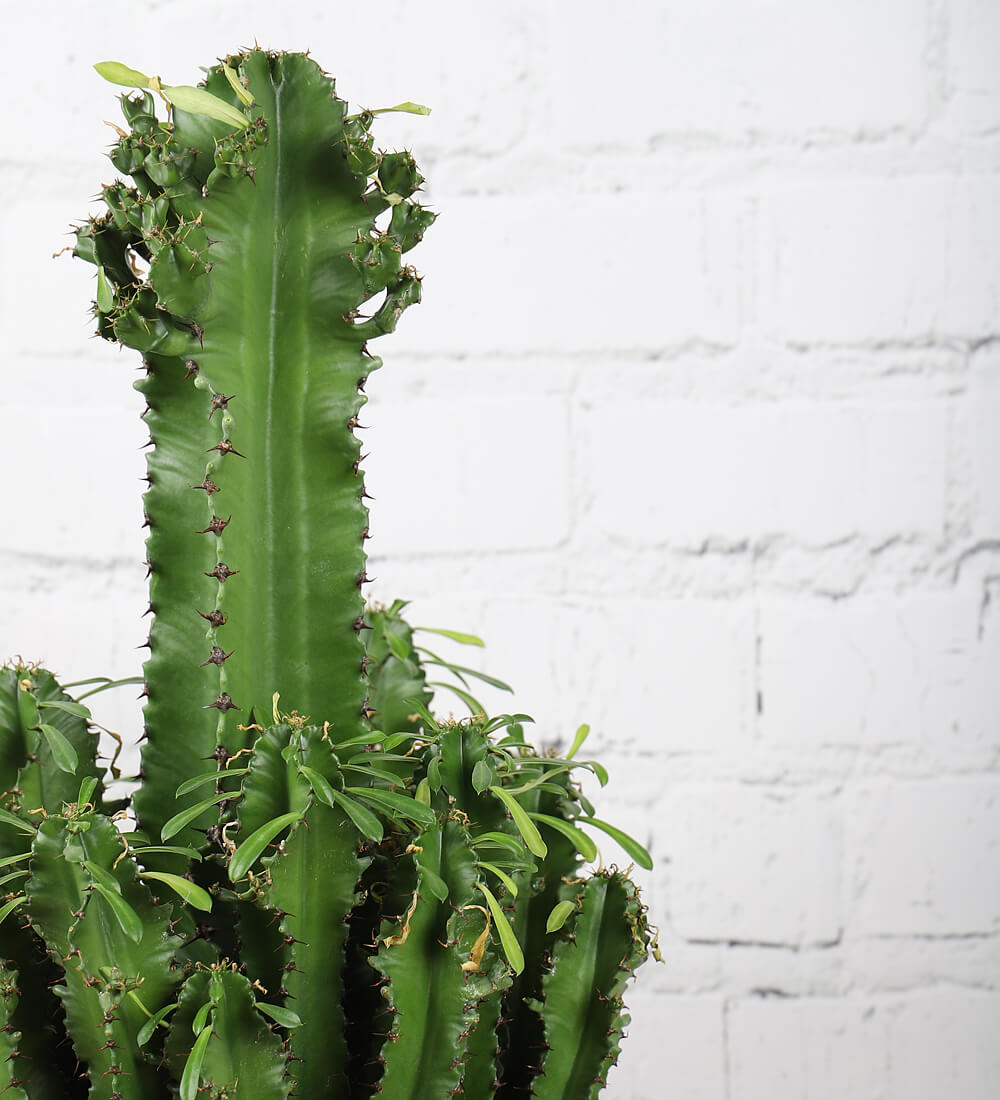 Large Euphorbia Trigona Cactus
