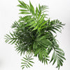 Parlour Palm