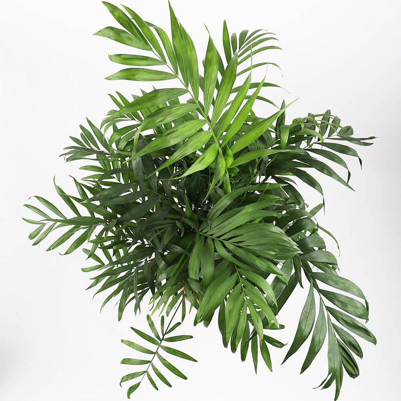 Parlour Palm