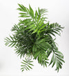 Parlour Palm