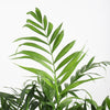 Parlour Palm