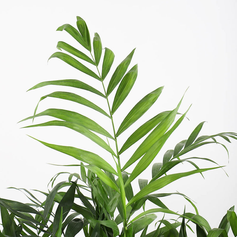 Parlour Palm