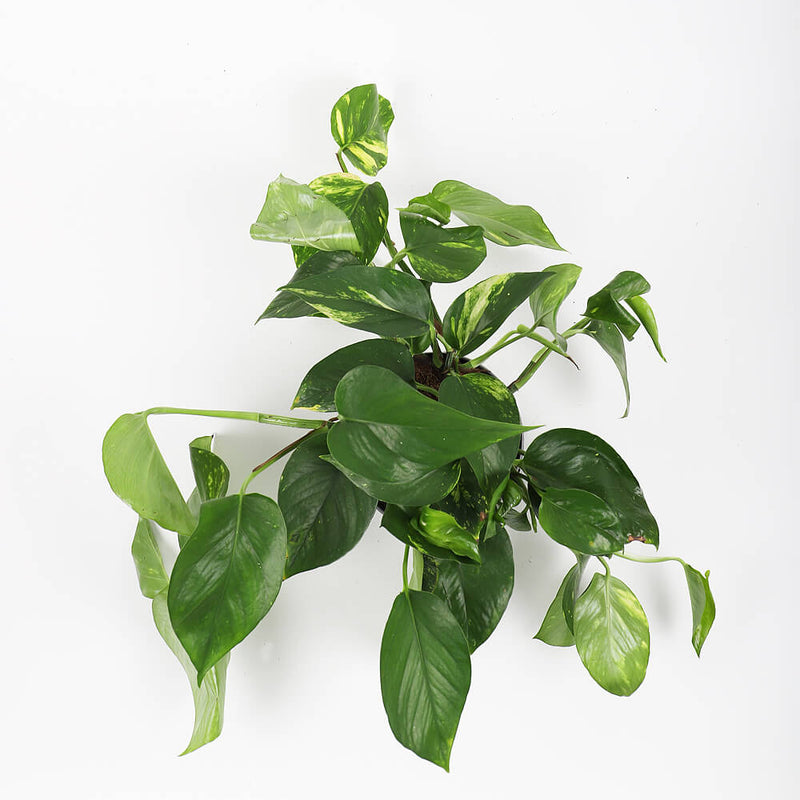 Devil's Ivy