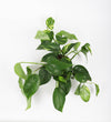 Devil's Ivy