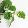 Devil's Ivy