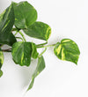 Devil's Ivy