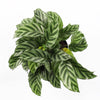 Calathea Freddie & Pot