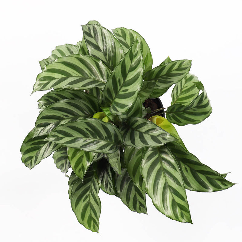 Calathea Freddie & Pot