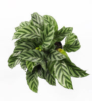 Calathea Freddie & Pot