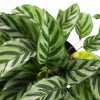 Calathea Freddie & Pot