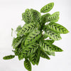 Calathea leopardina