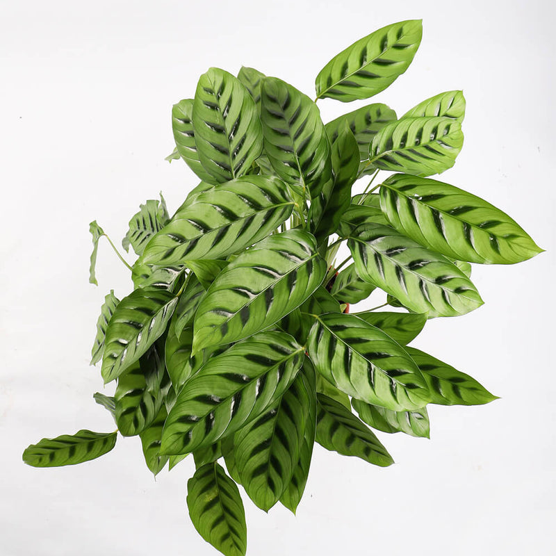 Calathea leopardina