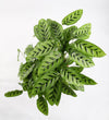 Calathea leopardina