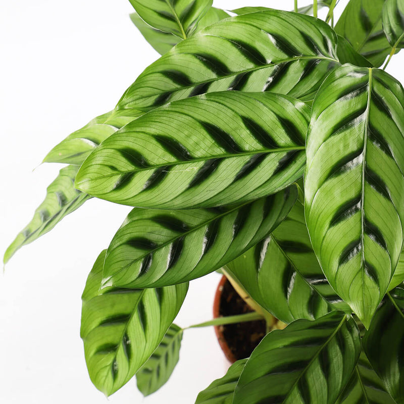 Calathea leopardina