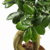 Bonsai Ficus Ginseng & Pot
