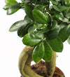 Bonsai Ficus Ginseng