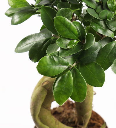 Bonsai Ficus Ginseng