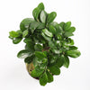 Bonsai Ficus Ginseng & Pot
