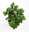 Bonsai Ficus Ginseng