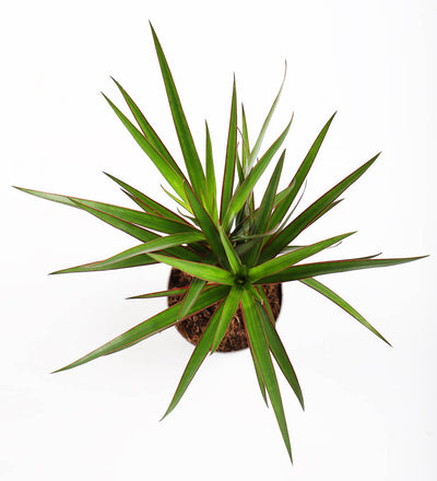 Dracaena Marginata